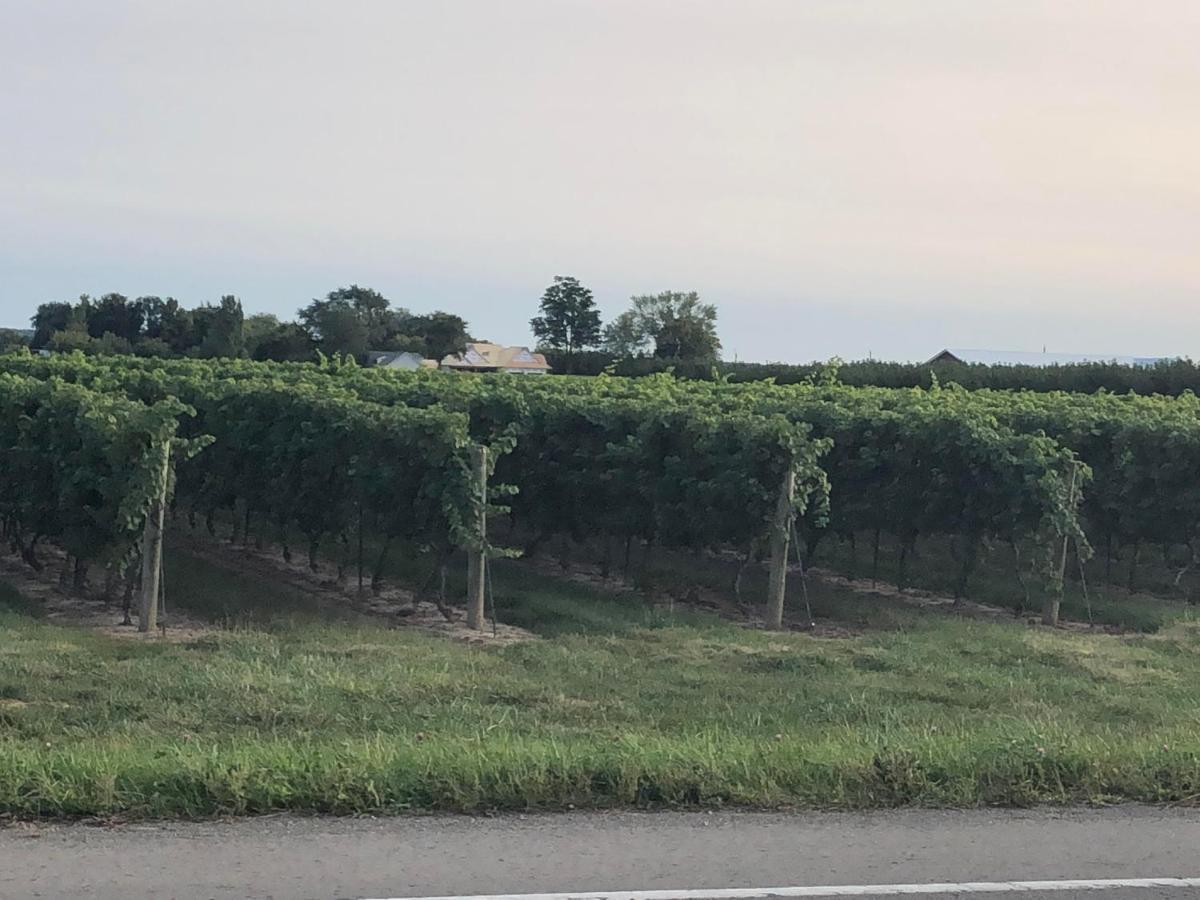 Villa In The Vines Niagara-on-the-Lake Eksteriør billede
